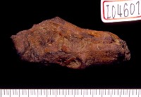 藏品(鹿角)的圖片